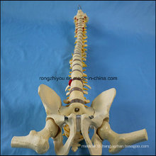 Life Size Human Spine Vertebral Column Pelvis with Femur Heads Model